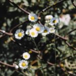 link building for blogs