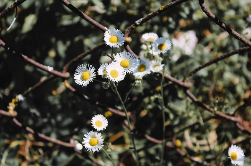 link building for blogs